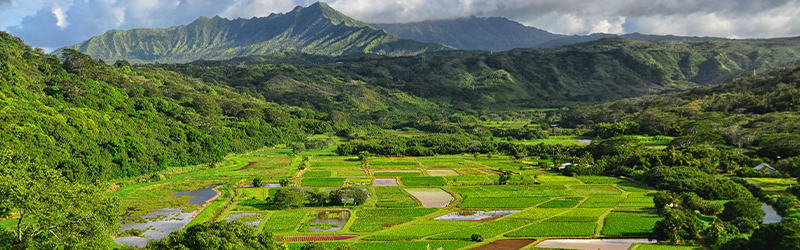 01 17 22 Creative ways to move to Hawaii farm farm in Hanalei Valley Kauai, Hawaii
