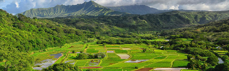 farm in Hanalei Valley Kauai, Hawaii